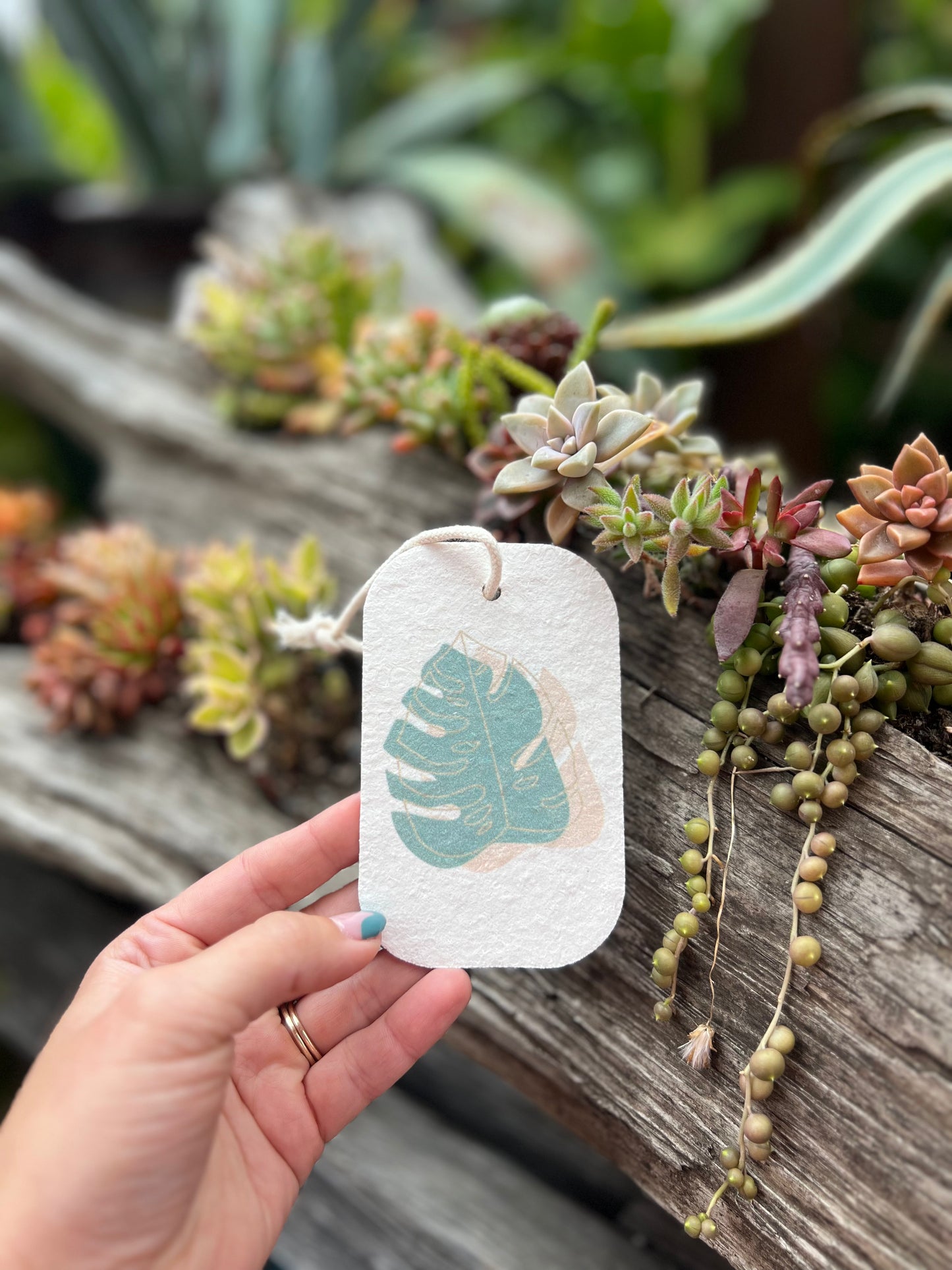 Eco Pop-Up Sponge