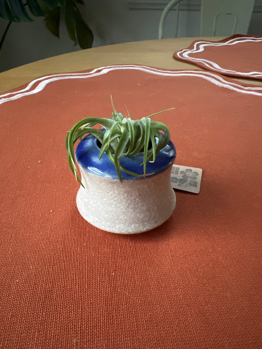 Air plant & blue mini pot