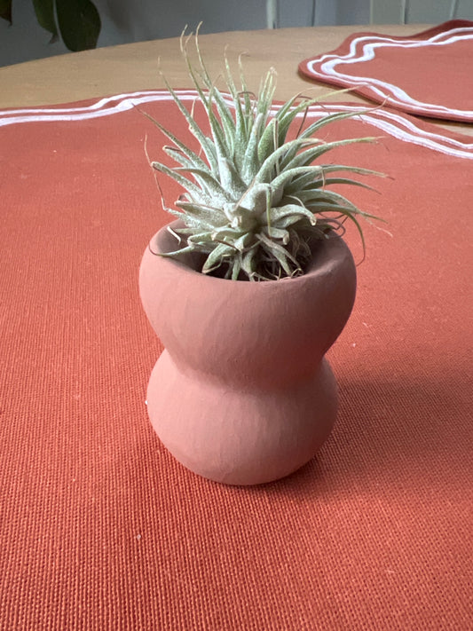 Airplant & Mini pot